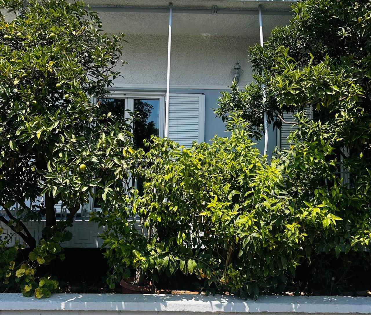 Sotiris Mandarin House Apartment Diakopto